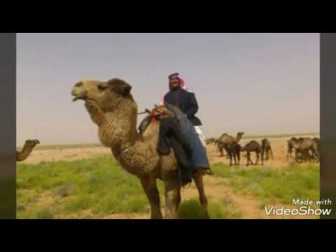 وين الطنايا الشهيد البطل الشيخ علي حمدان الشمري