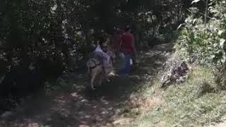 Ecem & Eymen In Eşekle Maceraları