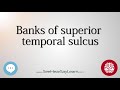 Banks of superior temporal sulcus   anatomy of the brain   seehearsaylearn 