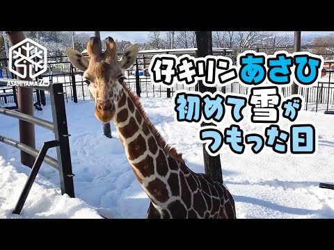 雪を初めて見るキリン  