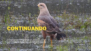 Aves incríveis