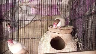 Fawn Java breeder pair