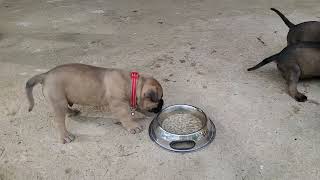 Our bullmastiff puppies are 1 month old!!! Philippine province