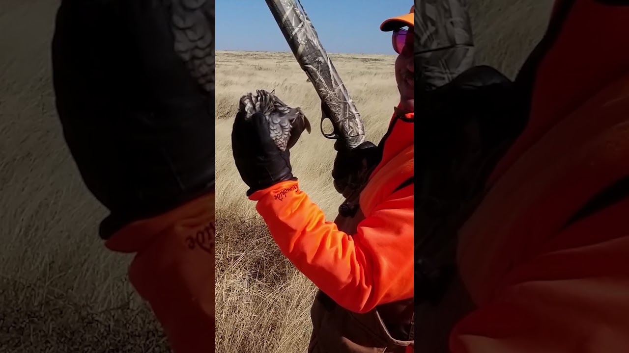 Quail Hunting 2023 - The Best in the US - New Mexico Outdoor Adventures