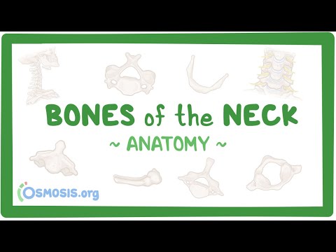 Bones of the neck: Anatomy