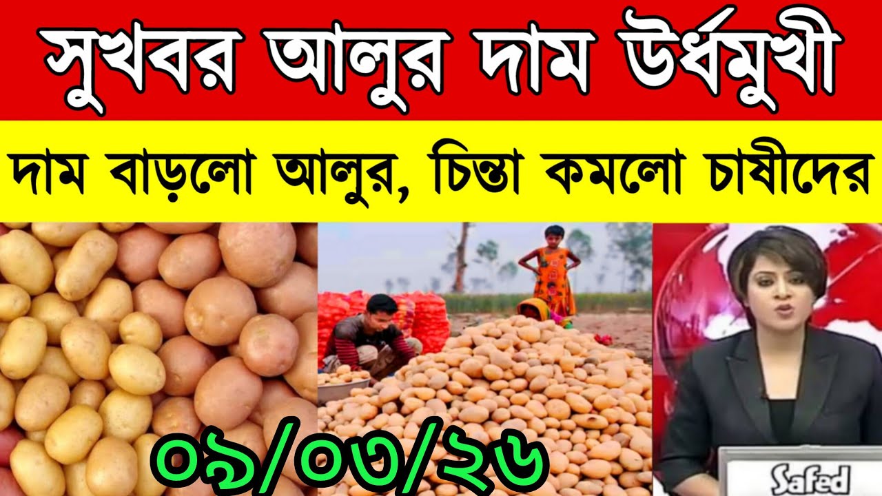 আজকের আলুর বাজার মূল্য/india potato news West bangal/Potato price today west bengal