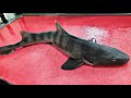 머리를 잘라도 움직이는 상어 회뜨기 shark sashimi