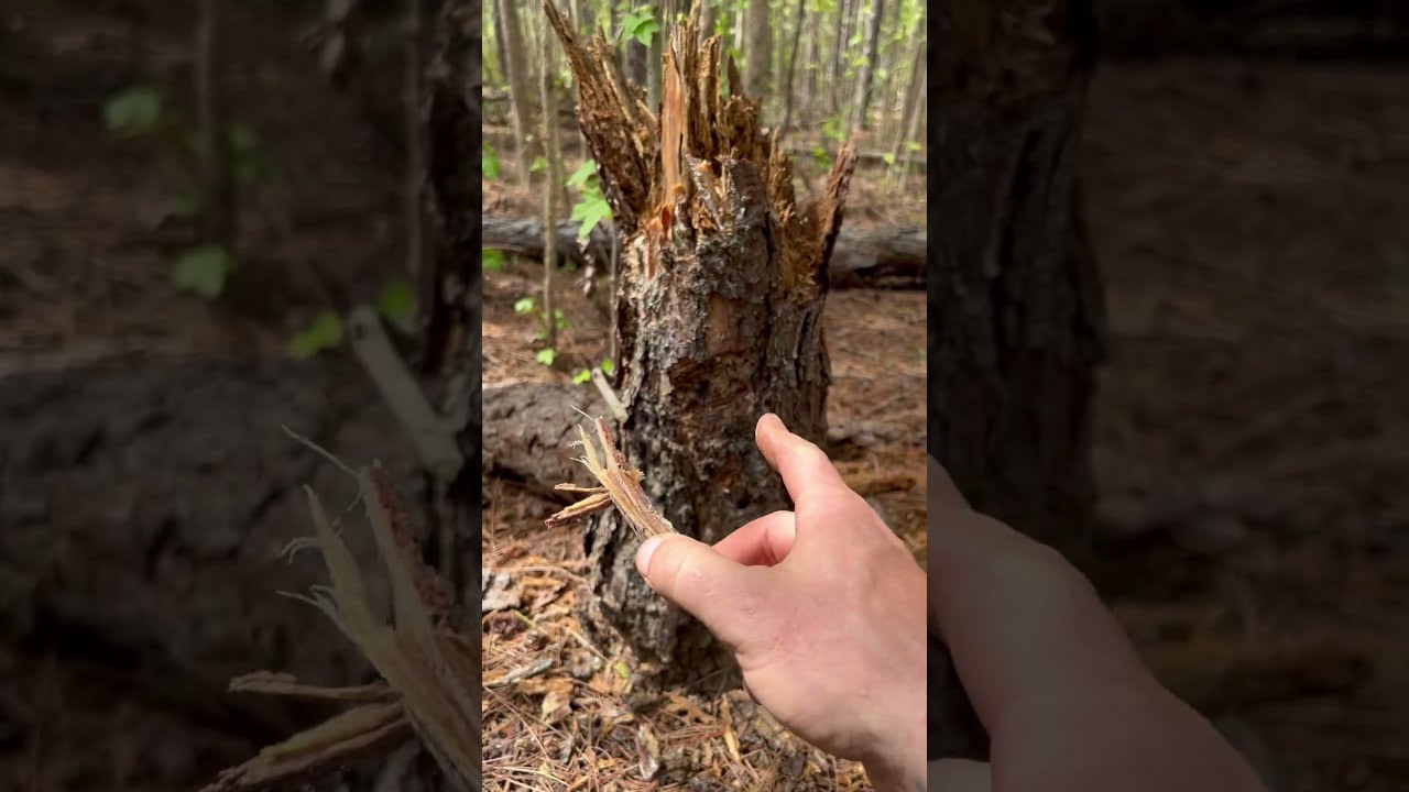 Insane Amount Of FATWOOD