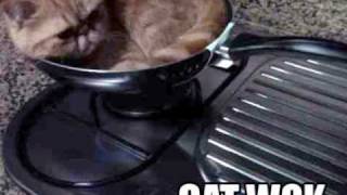 Video thumbnail of "Cats in the Cradle or Kettle "In My Chow Mein"  Funny Parody Song"