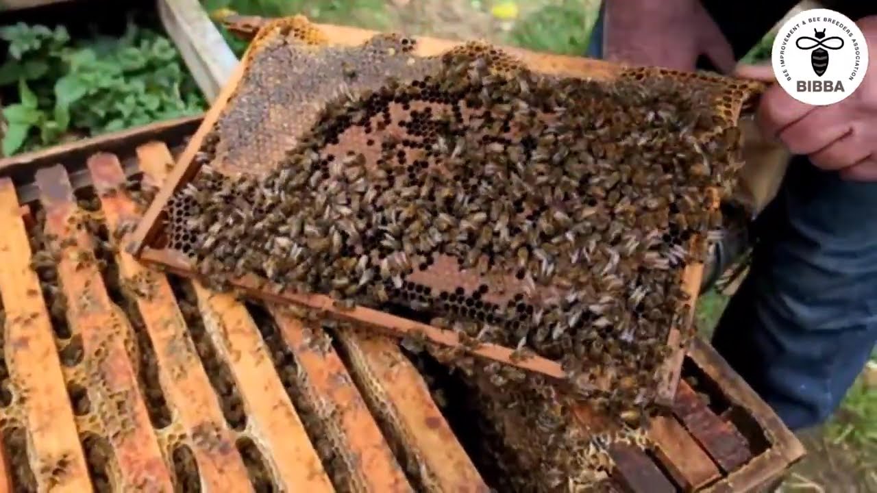 Live@theHive - October 4th, 2025