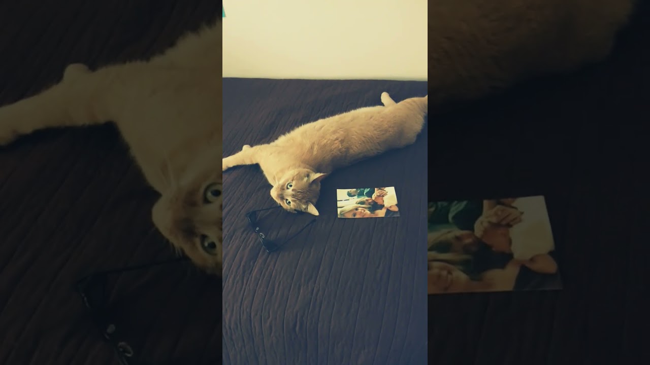 Stitches by ~ Shawn Mendes part 1 *I do not own this song*