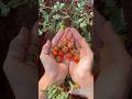 How To Grow Cherry Tomatoes #shorts