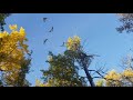 Birch Trees in fall