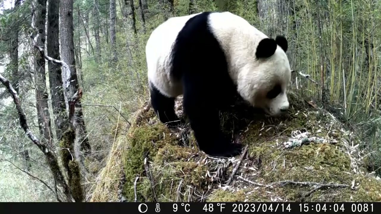 Giant panda pee in handstand position in SW China’s Sichuan province