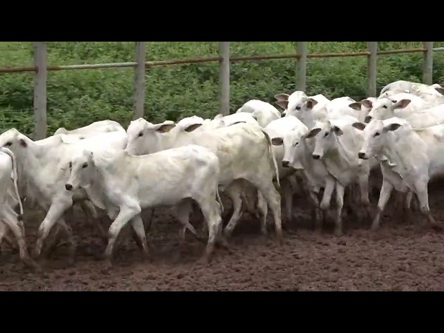 Geral Fêmeas - Joelson Lobato