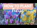 HOW TO PLANT TULIPS I HARVESTING OUR ORGANIC VEGETABLES
