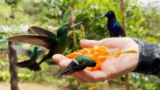 HAND FEEDING HUMMINGBIRDS (Not Clickbait)