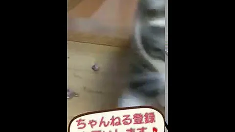 猫グロ
