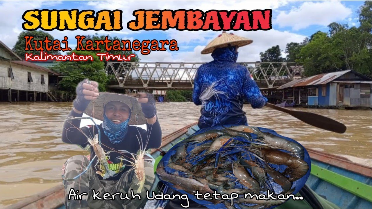 Berburu udang galah ‼️ sungai jembayan Alhamdulillah galah sapit birunya masih mau naik #mancing