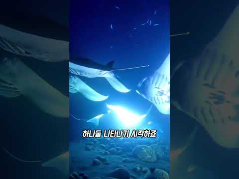 하와이 스노클링 thumbnail