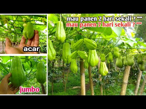 Labu Siam Kecil