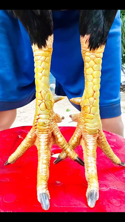 sisik bunga matahari