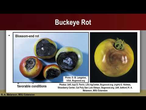 Vidéo: Qu'est-ce que la pourriture du buckeye de la tomate - Traiter les symptômes de la pourriture du buckeye sur les tomates