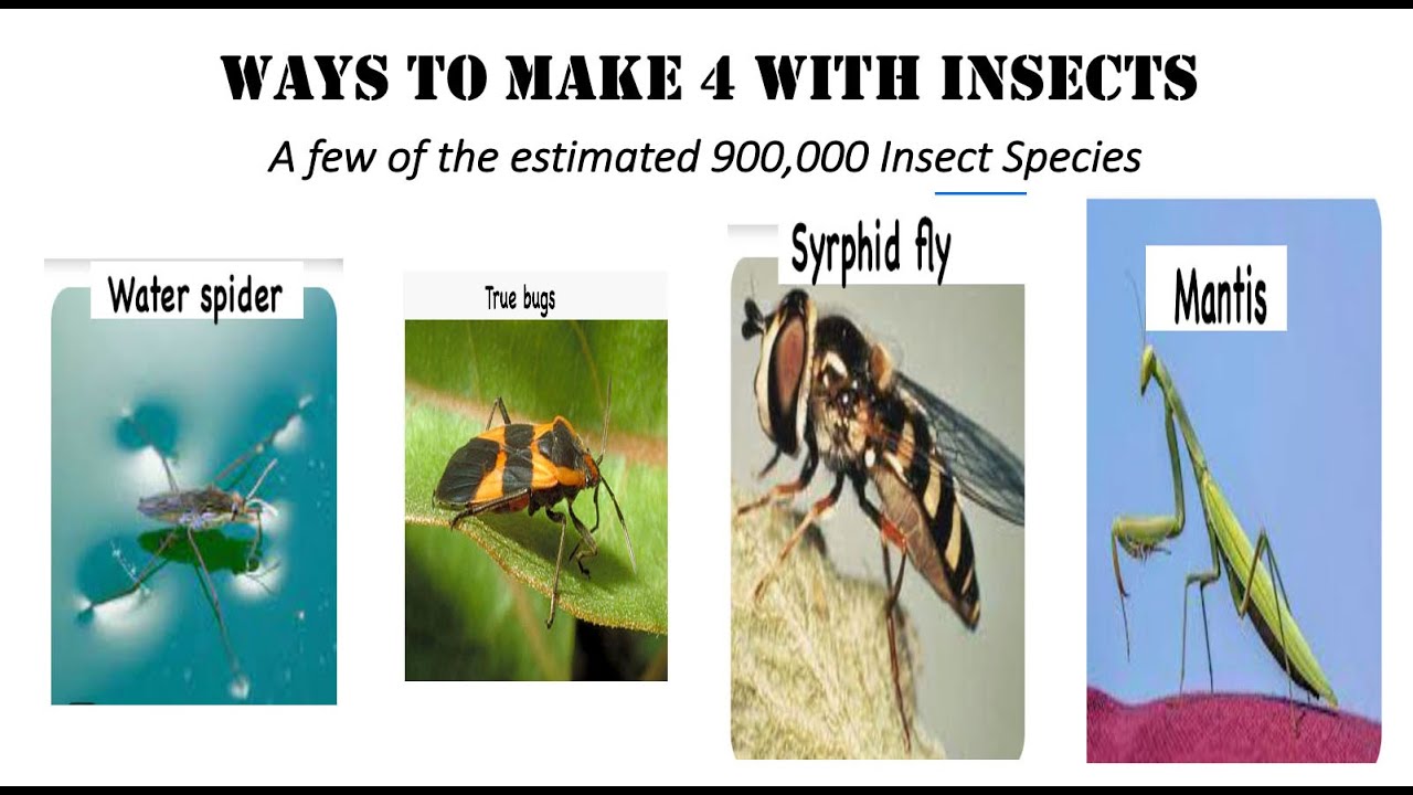 Fun With Numbers by Adding Ways to Make 4 With Insects #1 (4 videos ...