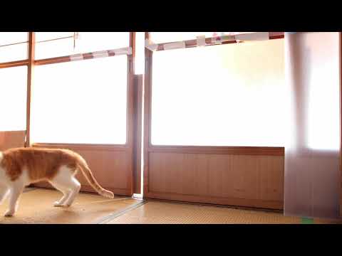 戸をあけるトラ　201115