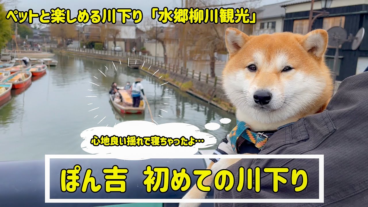 【柳川川下り】ペットも乗れる舟で、初めての川下りに挑戦してきました！【＃69】