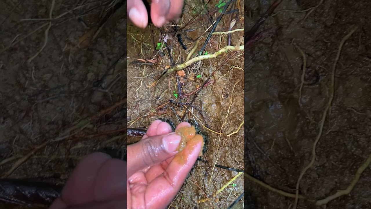 That's a really Rare Ruby Found in a Forest 🤯😯😵