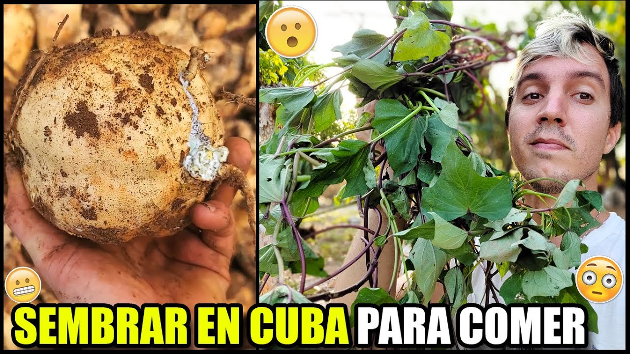 SEMBRAR en CUBA para COMER? ASÍ se TRABAJA en los CAMPOS de CUBA. COMO SEMBRAR BONIATO por ESQUEJES.