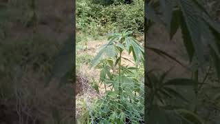Guerilla Breeding Gorilla Grow UK Outdoor Cannabis New Strains Genetics Seeds. UBG little story 🦄