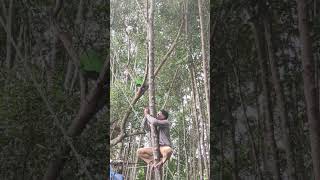 Fiber Layouting in Bakawan Mangrove