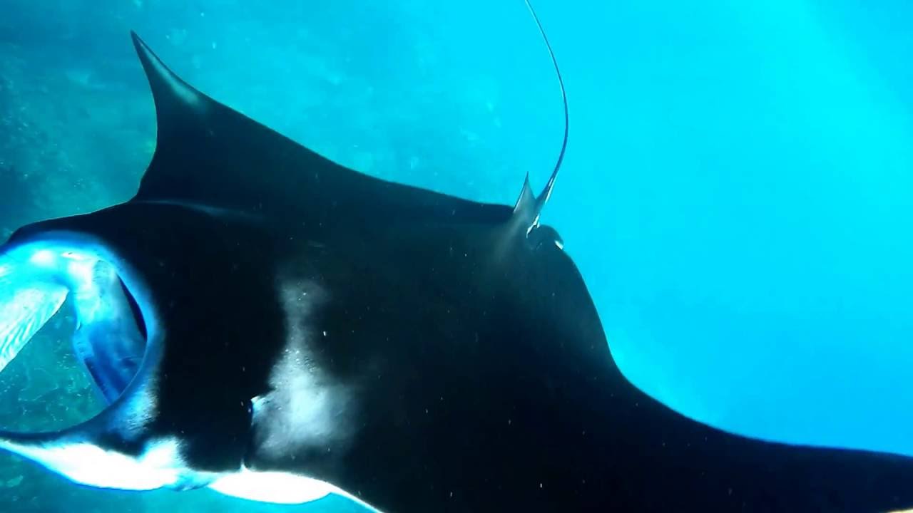 Slow Motion Snorkeling with Manta Rays