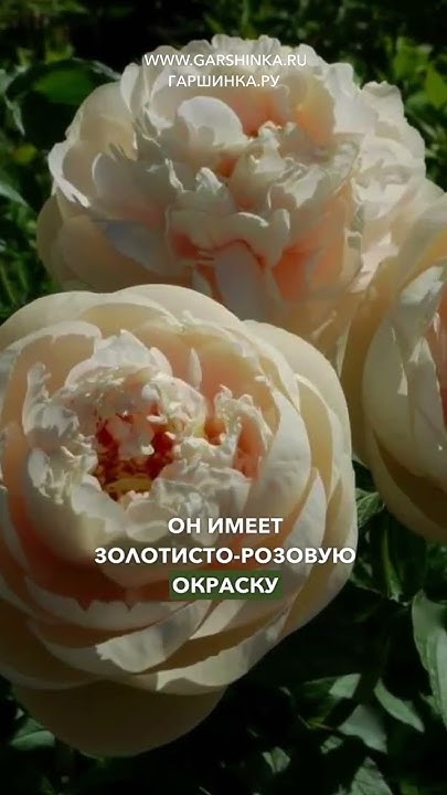 КОЛЛЕКЦИОННЫЙ ПИОН ПАСТЕЛЬ ЭЛЕГАНС 💘🌹 - YouTube