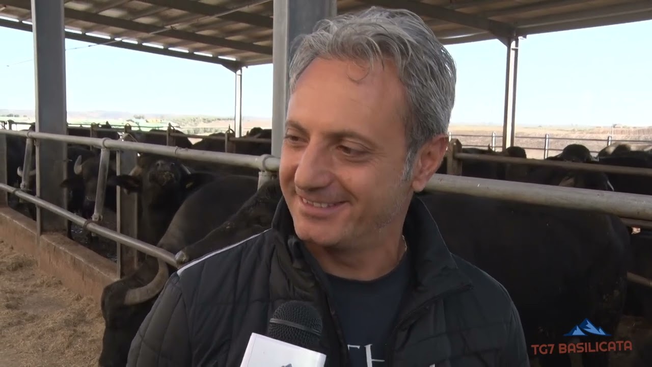 Azienda Agricola SABINO - Sua Maestà LA BUFALA (2.Puntata)