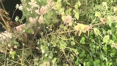 Davidsfarm   1120   xpii5WjgT U   SQ   Wild catnip, time to harvest