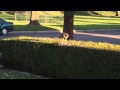 Hawk eating a pigeon