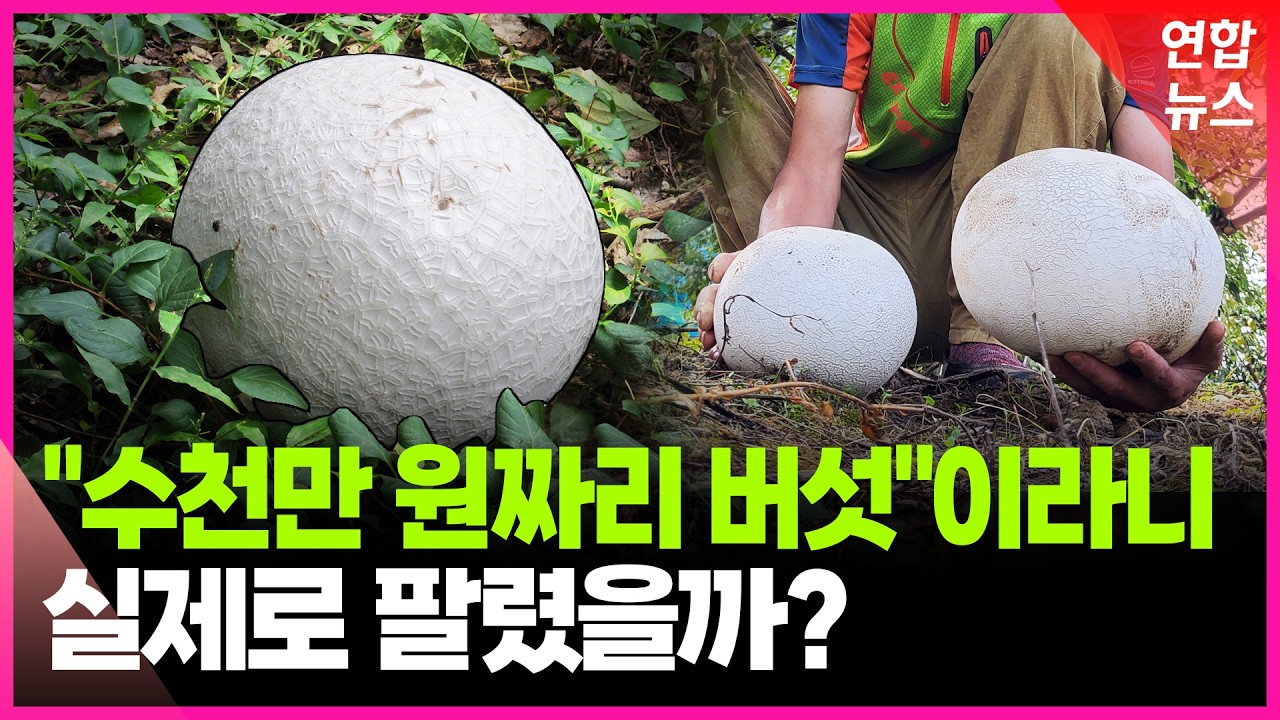 "수천만 원짜리 버섯"이라는데…댕구알버섯 실제 거래 여부 확인해봤더니/ 연합뉴스 (Yonhapnews)