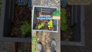 Super easy to grow celery