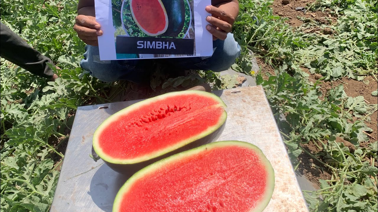 Simbhaa SIMBHA | સિમ્બા | सिम्बा | SIMBA Syngenta - YouTube