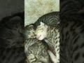 Baby Simba Is Sleeping Baby Simba Is Sleeping