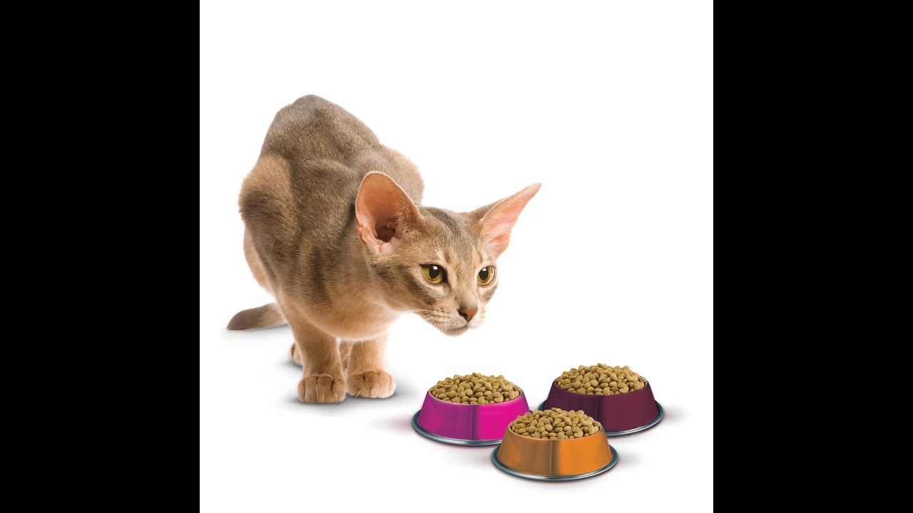 Ройал Канин корм для кошек Royal Canin Exigent - YouTube