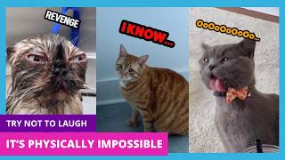 Try Not To Laugh At These Unhinged Cats