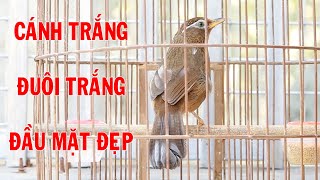 Hm 1959 - Cánh Trắng Đuôi Trắng - Đầu Mặt Đẹp - Đt 0974648999