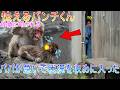 【パニック】お母さんに突然襲撃されるパンチくん。🐾無事に逃走するも大パニックに陥り、大慌てでドアを開けてなだめるパパ。7月23日。🐒💥ドア#パンチくん#市川市動植物園