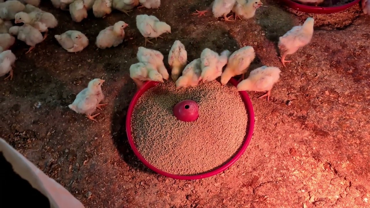 ヒヨコファースト　ヒヨコ生後７日目