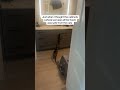 They Find A Way Cats Funny Greed Fyp Viral They Find A Way Cats Funny Greed Fyp Viral