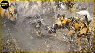 45 Scary Moments Wild Dogs Ripped Warthog
